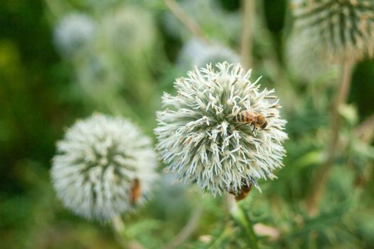 A bee on a large thistle flower, summer view