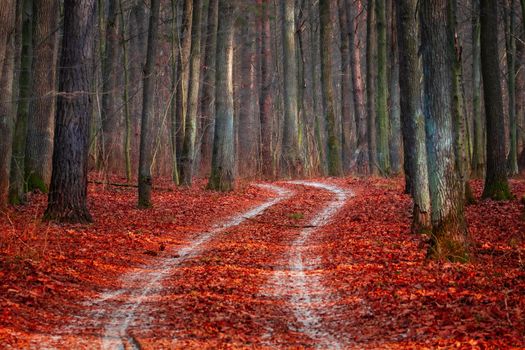 A snow-covered road through the forest and fallen red leaves