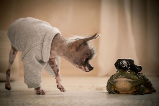 Ugly peruvian hairless and chihuahua mix dog with african bullfrog in a pirate hat