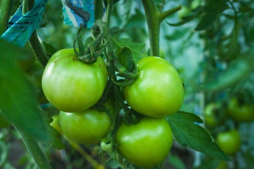 A bunch of green tomatoes hanging on the bush, summer garden view