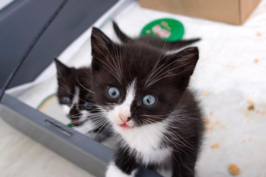 Black kitten meows in a box top view close up