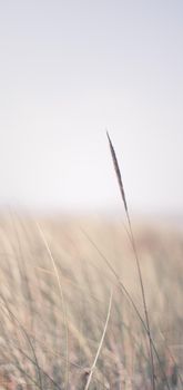 Nature background, environmental and agriculture concept - Rural field, a day in countryside