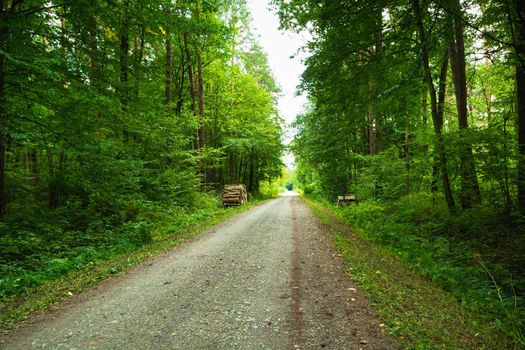 A straight dirt road through a green forest