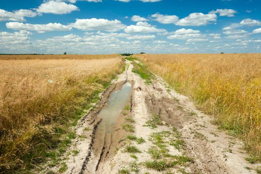 Puddle on dirt road through grain field and white clouds at sky, summer rural view