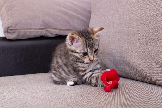 Little Grey Kitten Playing with Toy Mouse close up