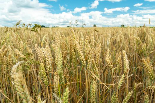 A fertile field of wheat with golden ears, summer rural view