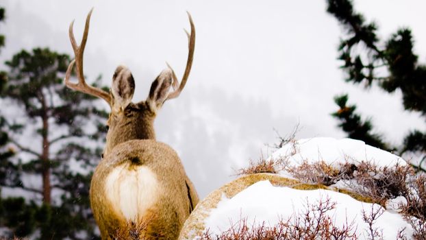 Mule deer.