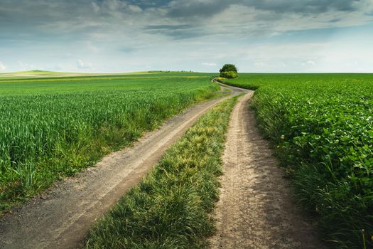A dirt road through huge green fields, spring rural view, eastern Poland