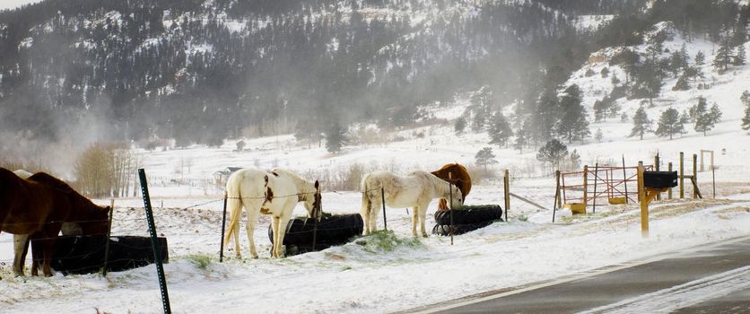 Horses on the ranch.