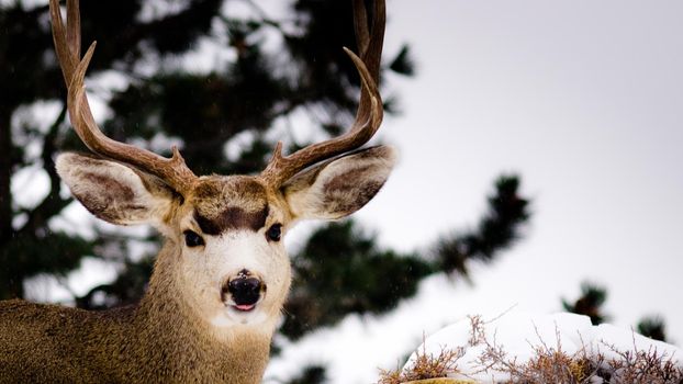 Mule deer.