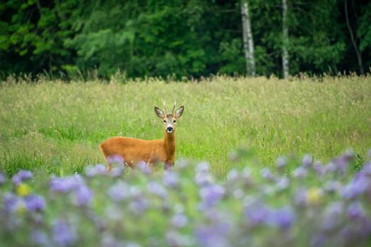 Single male roe deer standing in the meadow, summer view