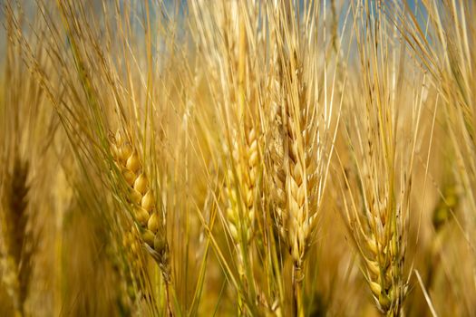 Ripe ears of triticale close-up, sunny summer day view