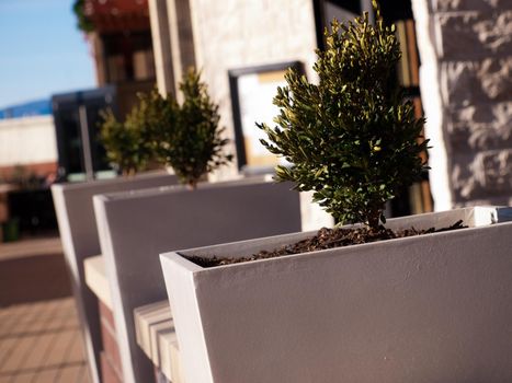 Planters at the mall