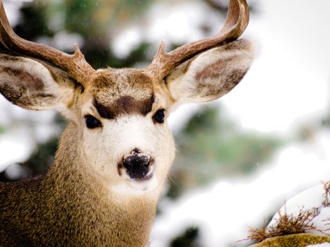 Mule deer.