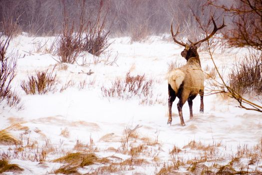 Elk in the wild.