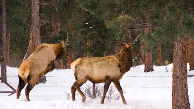 Elk in the wild.