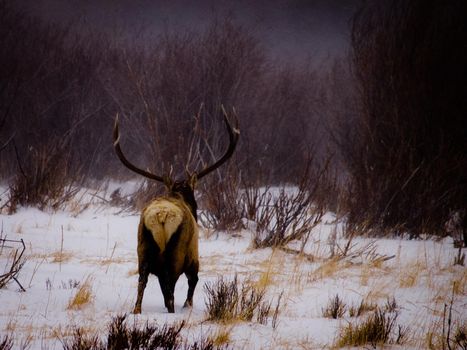 Elk in the wild.