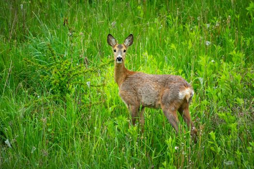 A single roe deer standing in the green grass, spring view