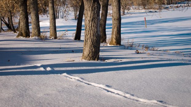 Fresh snow in city park.