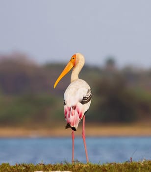 Wildlife photography is a genre of photography concerned with documenting various forms of wildlife in their natural habitat.