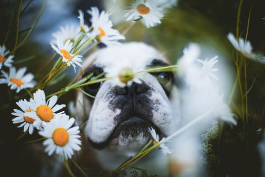 Amazing white French bulldog with spots sits in a meadow surrounded by white chamomile flowers