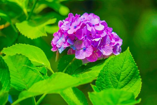 Hydrangea image in June. Shooting Location: Kamakura City, Kanagawa Prefecture