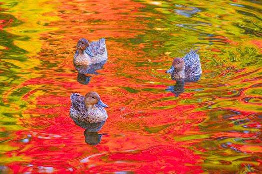 A pond where duck and autumn leaves appear. Shooting Location: Tokyo metropolitan area