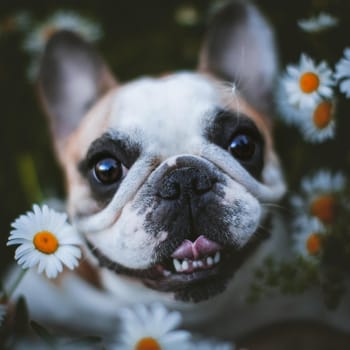 Amazing white French bulldog with spots sits in a meadow surrounded by white chamomile flowers