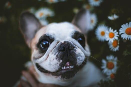 Amazing white French bulldog with spots sits in a meadow surrounded by white chamomile flowers