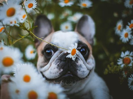 Amazing white French bulldog with spots sits in a meadow surrounded by white chamomile flowers