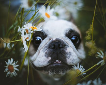 Amazing white French bulldog with spots sits in a meadow surrounded by white chamomile flowers