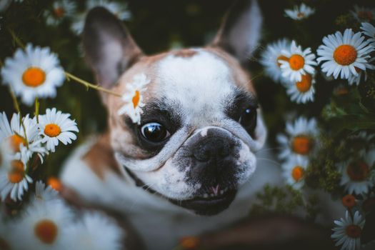 Amazing white French bulldog with spots sits in a meadow surrounded by white chamomile flowers