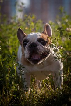 Amazing white French bulldog with spots in a meadow on a sunny summer clear day