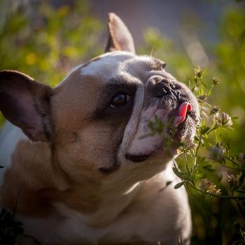 Amazing white French bulldog with spots in a meadow on a sunny summer clear day