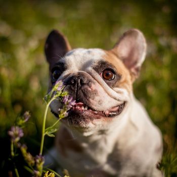 Amazing white French bulldog with spots in a meadow on a sunny summer clear day