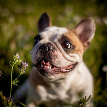 Amazing white French bulldog with spots in a meadow on a sunny summer clear day