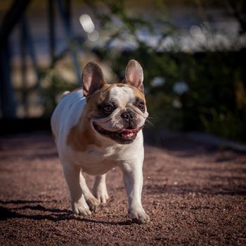 Amazing white French bulldog with spots in a meadow on a sunny summer clear day