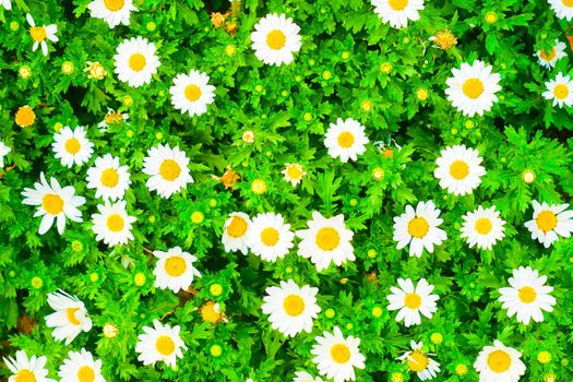 Chamomile Margaret Wallpaper. Shooting Location: Yokohama-city kanagawa prefecture