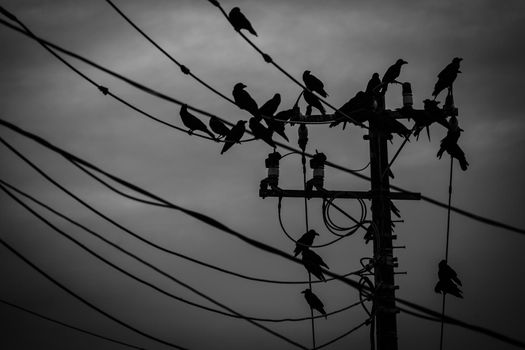 Silhouette of the swallow and pole. Shooting Location: Kamakura City, Kanagawa Prefecture
