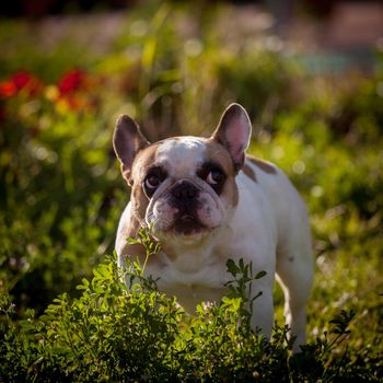 Amazing white French bulldog with spots in a meadow on a sunny summer clear day