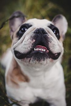 Amazing white French bulldog with spots in a meadow on a sunny summer clear day