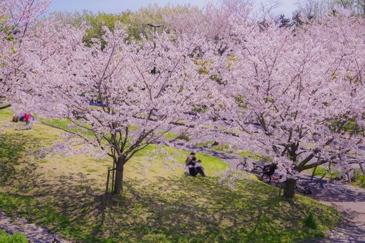 Cherry blossoms in Masanishi Rinkai Park in full bloom. Shooting Location: Tokyo metropolitan area