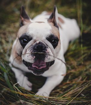 Amazing white French bulldog with spots in a meadow on a sunny summer clear day