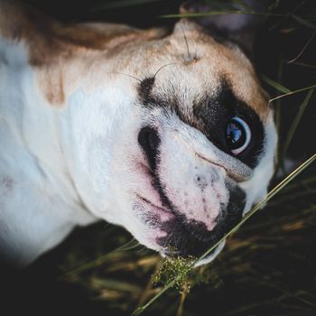 Amazing white French bulldog with spots in a meadow on a sunny summer clear day