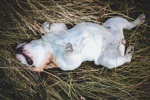 Amazing white French bulldog with spots in a meadow on a sunny summer clear day