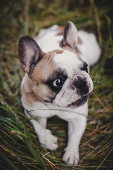 Amazing white French bulldog with spots in a meadow on a sunny summer clear day