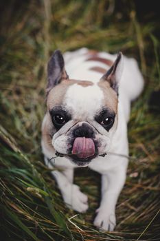 Amazing white French bulldog with spots in a meadow on a sunny summer clear day