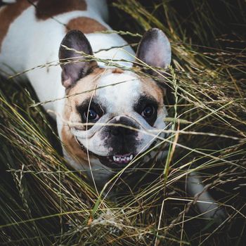 Amazing white French bulldog with spots in a meadow on a sunny summer clear day