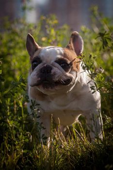 Amazing white French bulldog with spots in a meadow on a sunny summer clear day