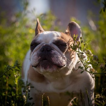 Amazing white French bulldog with spots in a meadow on a sunny summer clear day